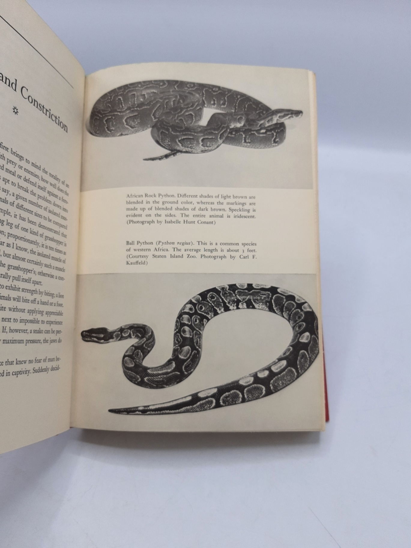 Pope, Clifford H.: The Giant Snakes The Natural History of the Boas Constrictor, the Anaconda and the Largest Pythons